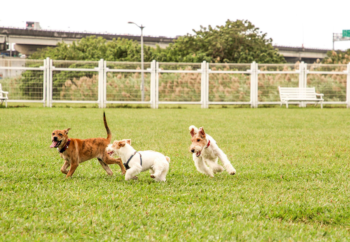 Dogs running in a field, illustrating dense natural dynamics from continuous visual experience.